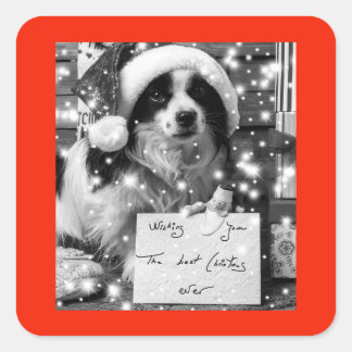 Adesivo Quadrado AUSTRALIANO SHEPARD SQUARE Sticker