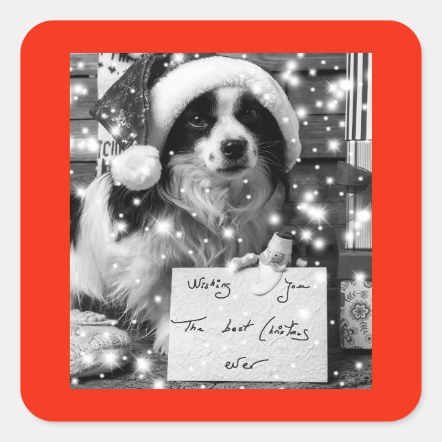 Adesivo Quadrado AUSTRALIANO SHEPARD SQUARE Sticker (Frente)