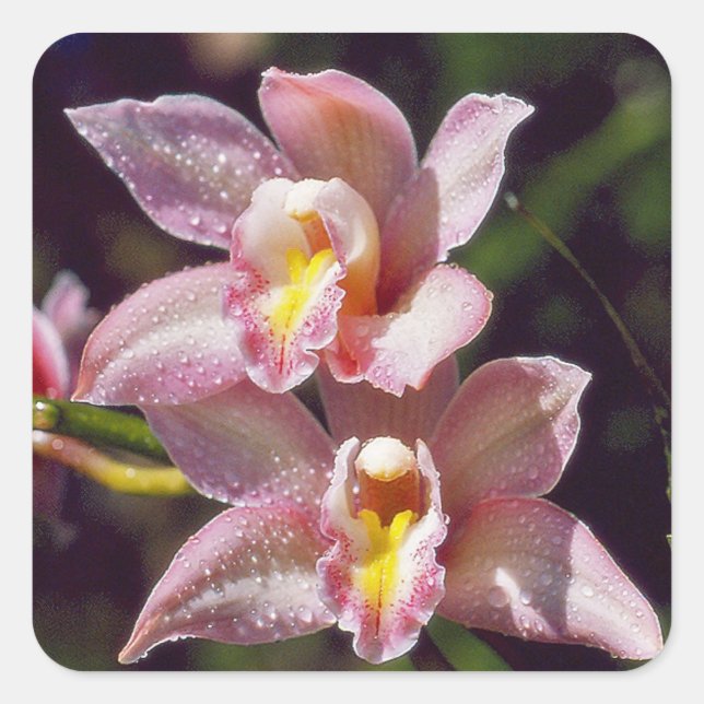 Adesivo Quadrado Autocolante Cymbidium Orchid (Frente)