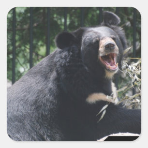 Adesivo Quadrado Autocolantes