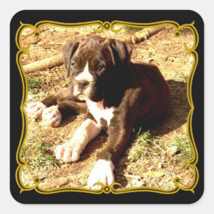 Adesivo Quadrado Autocolantes de cachorrinho