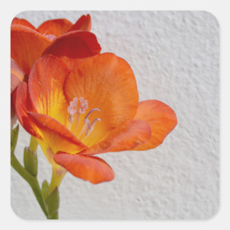 Adesivo Quadrado Autocolantes de Freesia com Copyspace