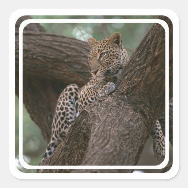 Adesivo Quadrado Autocolantes de habitats leopardo (Frente)