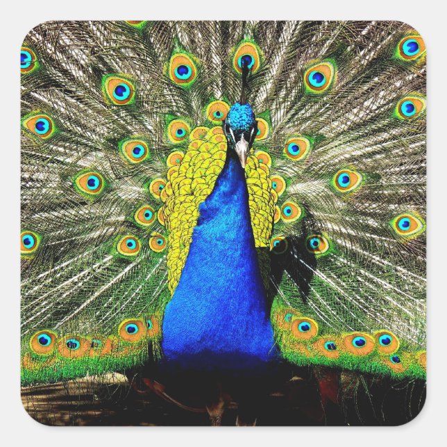 Adesivo Quadrado Autocolantes de Peacock (Frente)