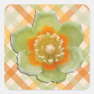 Adesivo Quadrado Autocolantes - Tulip Poplar Tulip nas Verificaçõ