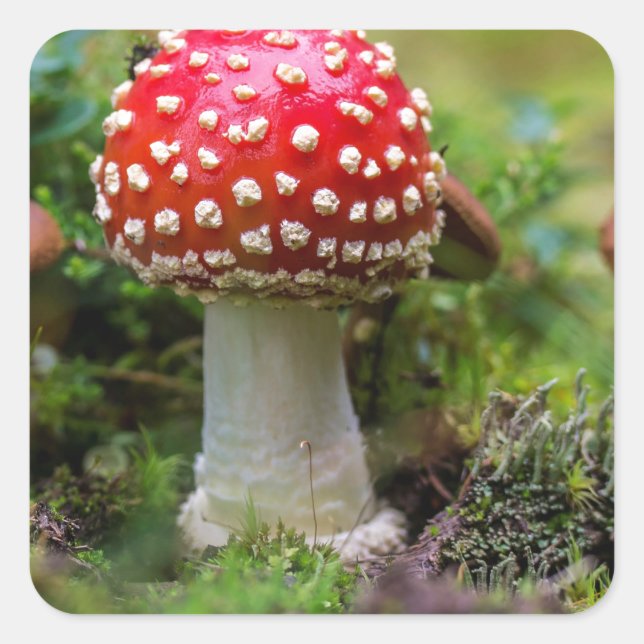 Adesivo Quadrado Autumn Beauty (Frente)