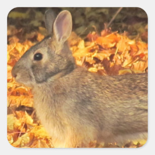 Adesivo Quadrado Autumn Bunny