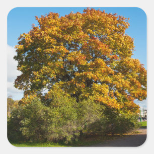 Adesivo Quadrado Autumn Maple, Ruas. Petersburg Rússia Sticker