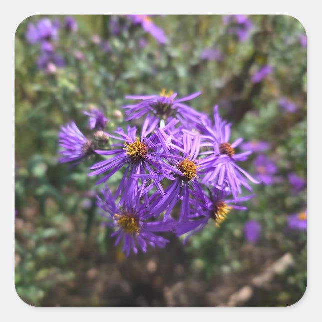 Adesivo Quadrado Autumn's Purple Glow (Frente)