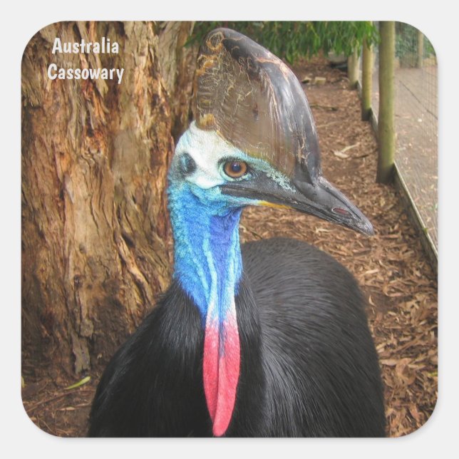 Adesivo Quadrado Ave Cassowary da Austrália (Frente)