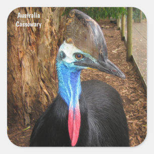 Adesivo Quadrado Ave Cassowary da Austrália