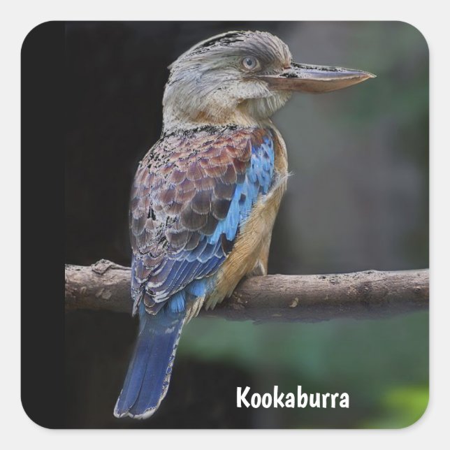 Adesivo Quadrado Ave Kookaburra australiano Rindo (Frente)
