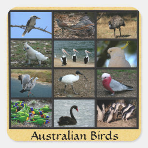 Adesivo Quadrado Aves australianas