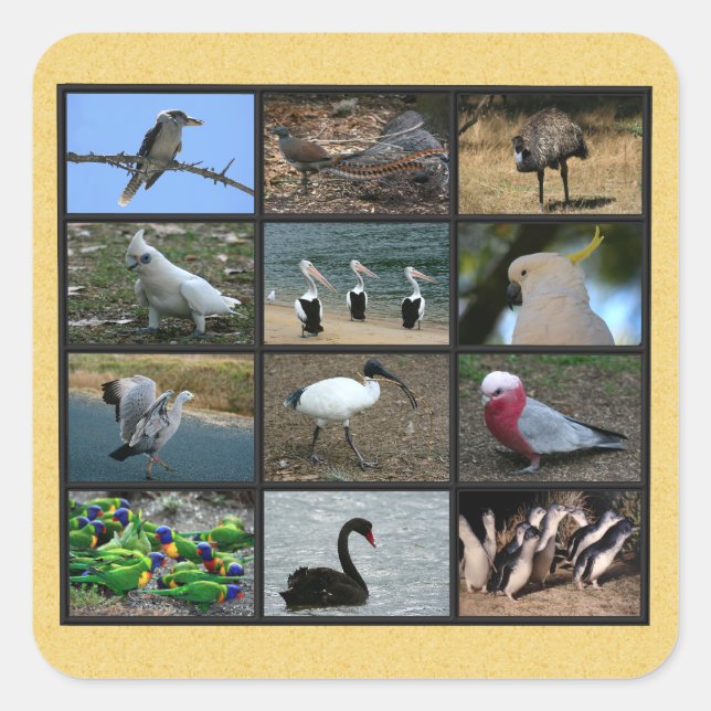 Adesivo Quadrado Aves australianas (Frente)
