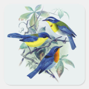 Adesivo Quadrado Aves canoras florais roupa e presentes do vintage