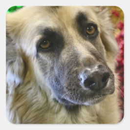 Adesivo Quadrado Aww