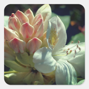 Adesivo Quadrado Azalea branca