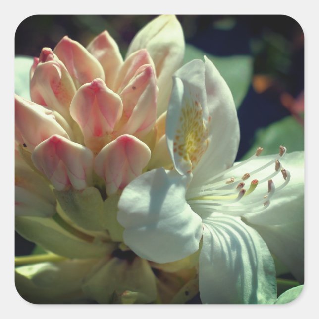 Adesivo Quadrado Azalea branca (Frente)