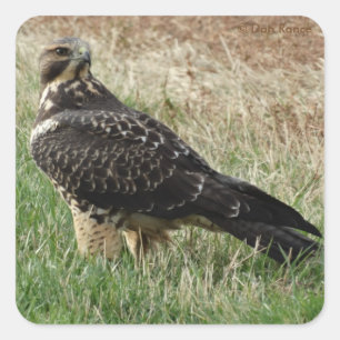 Adesivo Quadrado B52 Falcão-de-swainson