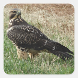 Adesivo Quadrado B52 Hawk de Swainson