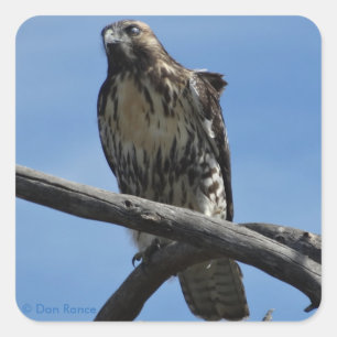 Adesivo Quadrado B54 Falcão-de-swainson