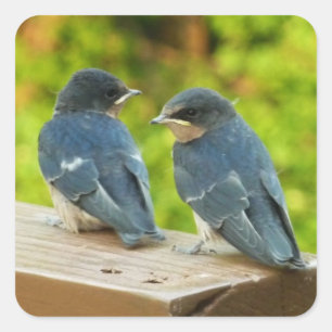 Adesivo Quadrado Baby Barn Swallow Nature Bird Foto