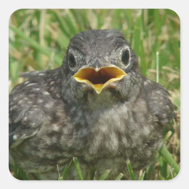 Adesivo Quadrado Baby Bluebird (Frente)