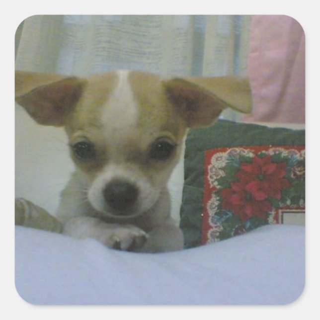Adesivo Quadrado Baby Chihuahua Puppy (Frente)