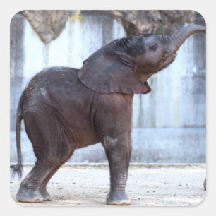 Adesivo Quadrado Baby Elephant