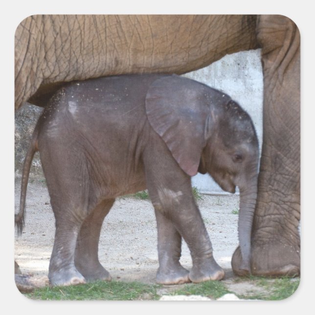 Adesivo Quadrado Baby Elephant (Frente)