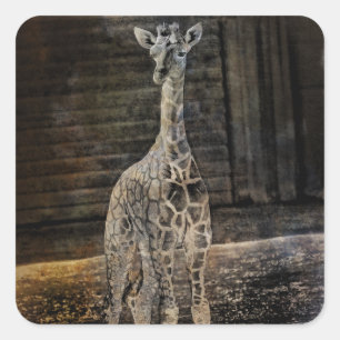 Adesivo Quadrado Baby Giraffe