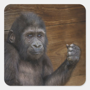 Adesivo Quadrado Baby Gorilla
