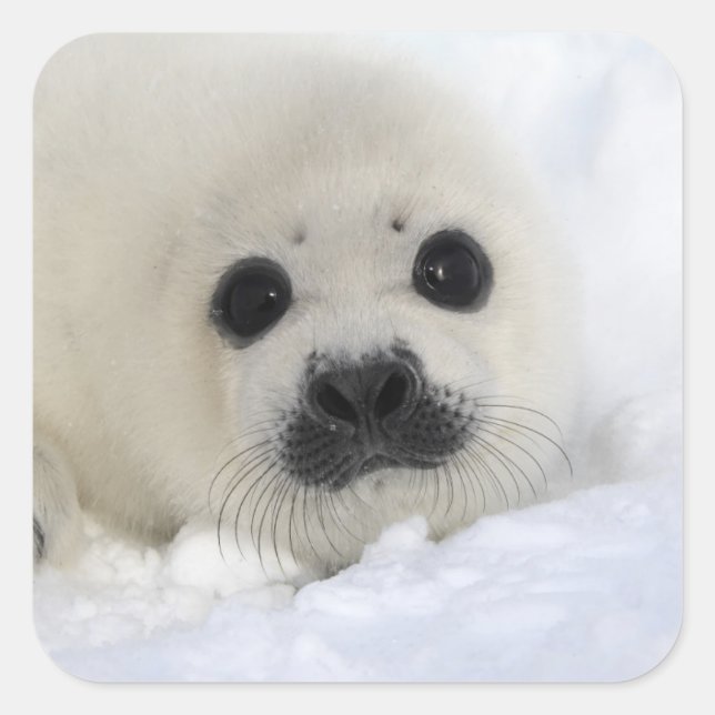 Adesivo Quadrado Baby Harp Seal (Frente)