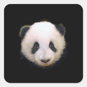 Adesivo Quadrado Baby Panda Sticker - Sticks Quadrados