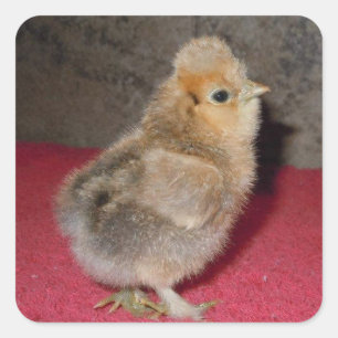 Adesivo Quadrado Baby Silkie Pintinho Sticker