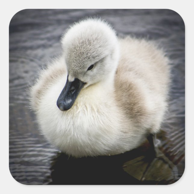 Adesivo Quadrado Baby Swan | Cygnet (Frente)