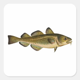Adesivo Quadrado Bacalhau do Atlântico