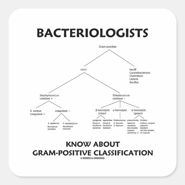 Adesivo Quadrado Bacteriologistas Conhecem Classificação Gram-Posit (Frente)