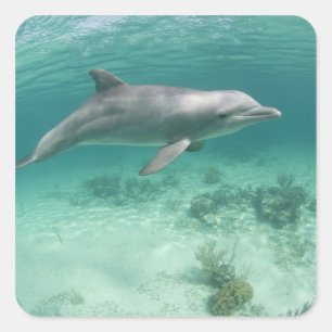 Adesivo Quadrado Bahamas, Ilha de Grand Bahama, Freeport, Cativo 6
