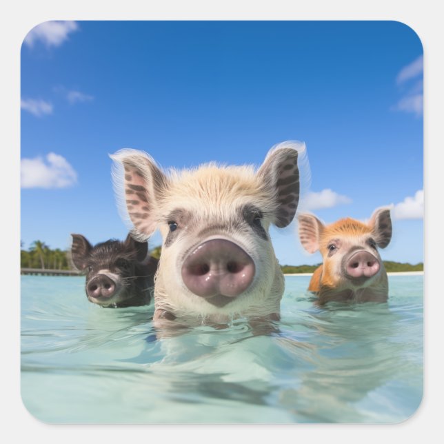 Adesivo Quadrado Bahamas Nadando Suíno 2024 (Frente)
