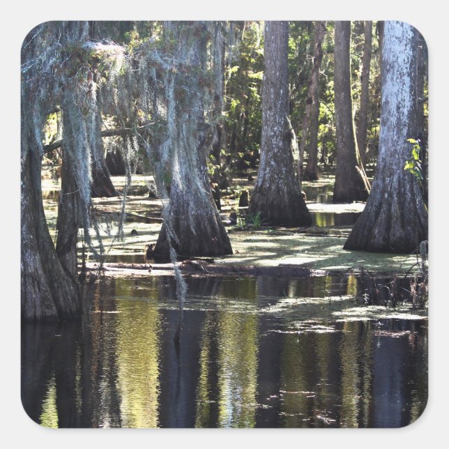 Adesivo Quadrado Bald Cypress Trees (Frente)