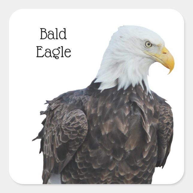 Adesivo Quadrado Bald Eagle (Frente)