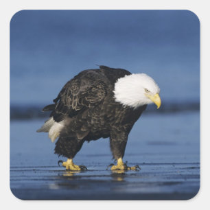 Adesivo Quadrado Bald Eagle