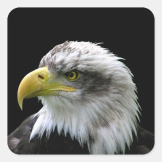 Adesivo Quadrado Bald Eagle