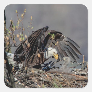 Adesivo Quadrado Bald Eagle com seu bebê