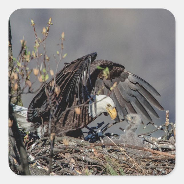 Adesivo Quadrado Bald Eagle com seu bebê (Frente)