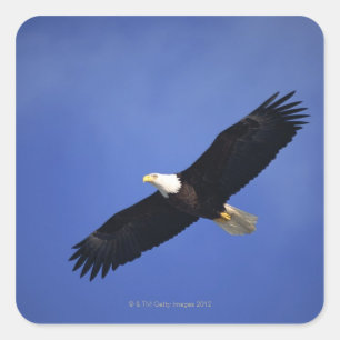 Adesivo Quadrado Bald eagle soaring, Alasca