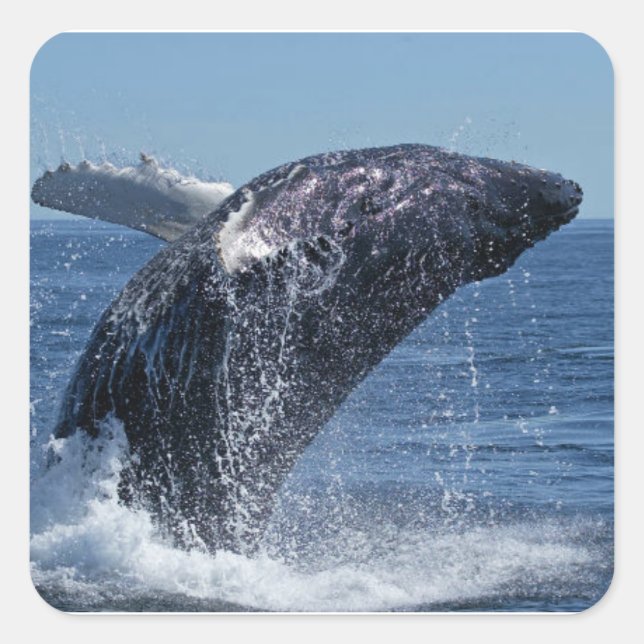 Adesivo Quadrado Baleia (Frente)