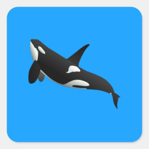 Adesivo Quadrado Baleia Assassina, Orcinus Orca