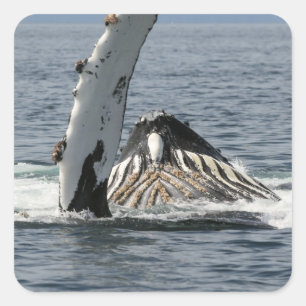 Adesivo Quadrado Baleia de Humpback